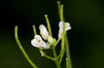 Garlic mustard